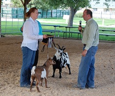 Best in Show Class